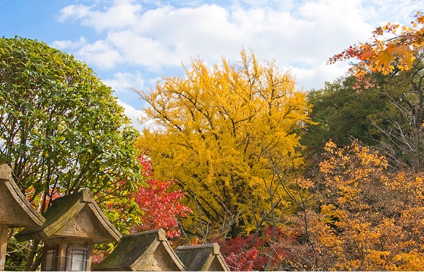 紅葉